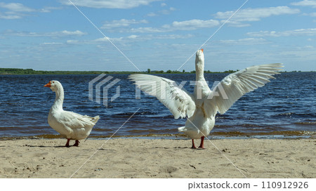 Two white domestic geese walk on a sandy beach near the river 110912926