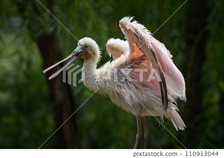 Portrait of Roseate Spoonbill also known as Platalea Ajaja preening its feathers Portrait of Roseate Spoonbill also known as Platalea Ajaja preening its feathers 110913044