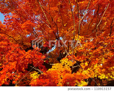東福寺副寺少林寺 東福寺副寺少林寺 110913157