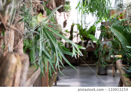 staghorn fern fern plant foliage plant platycerium staghorn fern ビカクシダ staghorn fern fern plant foliage plant platycerium staghorn fern ビカクシダ 110913259