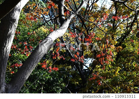 Autumn leaves of hazenoki / hazemomiji Autumn leaves of hazenoki / hazemomiji 110913311