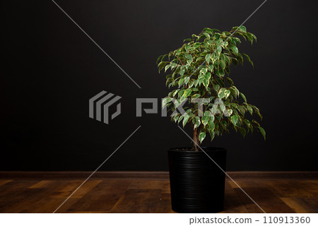 Beautiful lush houseplant Ficus benjamina, commonly known as weeping fig, benjamin fig or ficus tree growing in modern home room. 110913360