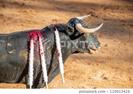 Brave bull in the bullfight arena, Raging bull ready to ram Brave bull in the bullfight arena, Raging bull ready to ram 110913428