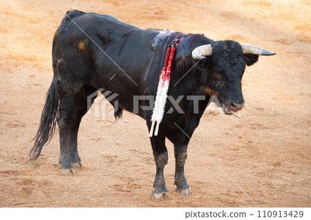 Brave bull in the bullfight arena, Raging bull ready to ram Brave bull in the bullfight arena, Raging bull ready to ram 110913429