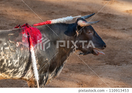 Brave bull in the bullfight arena, Raging bull ready to ram Brave bull in the bullfight arena, Raging bull ready to ram 110913453
