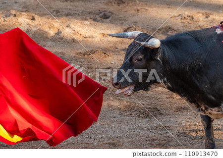 Bullfight in Spain. Spanish bullfighter in the bullfighting arena Bullfight in Spain. Spanish bullfighter in the bullfighting arena 110913470