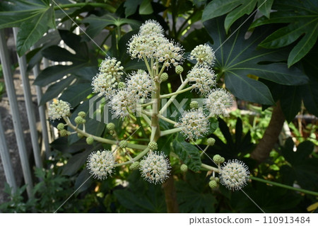 Insect-pollinated flowers that provide nectar and pollinate insects Insect-pollinated flowers that provide nectar and pollinate insects 110913484