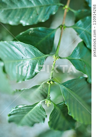Coffee tree in coffee plantation on the mountain 110914268