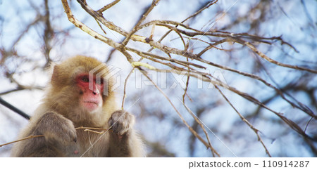 Japanese macaque eating the bark of a branch on a tree 110914287