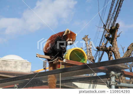 天王寺動物園的小熊貓 天王寺動物園的小熊貓 110914293