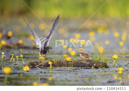 Black tern (Chlidonias niger) and a juvenile 110914311