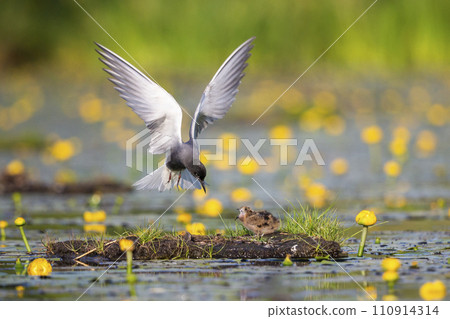 Black tern (Chlidonias niger) and a juvenile 110914314
