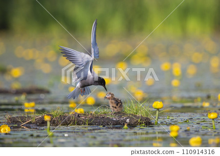 Black tern (Chlidonias niger) is feeding a juvenile Black tern (Chlidonias niger) is feeding a juvenile 110914316