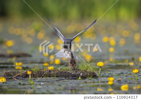 Black tern (Chlidonias niger) is feeding a juvenile Black tern (Chlidonias niger) is feeding a juvenile 110914317