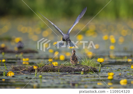 Black tern (Chlidonias niger) is feeding a juvenile Black tern (Chlidonias niger) is feeding a juvenile 110914320