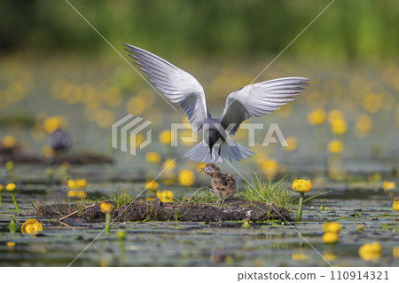 Black tern (Chlidonias niger) is feeding a juvenile 110914321