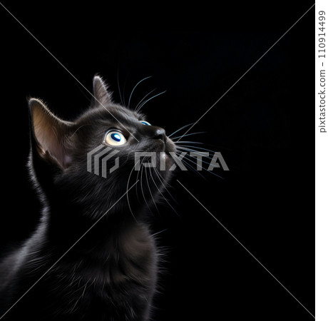Black kitten on black backgrounds 110914499