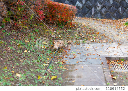臘腸犬在公園散步 110914552