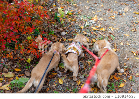 臘腸犬在公園散步 臘腸犬在公園散步 110914553