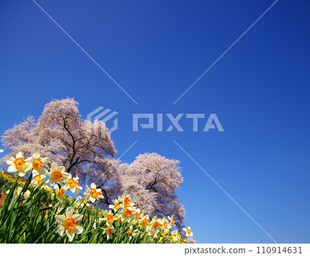 盛開的櫻花在藍天中閃耀 110914631