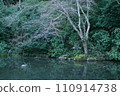 Japanese pond and withered tree reflected on the water surface 110914738