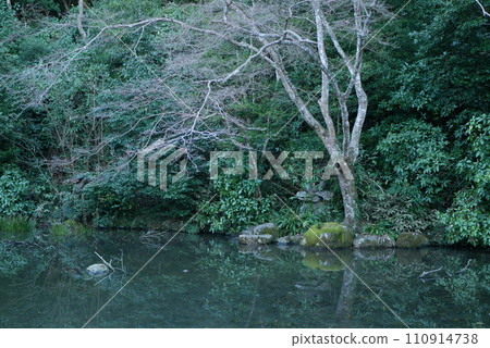 Japanese pond and withered tree reflected on the water surface 110914738