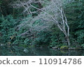Japanese pond and powerful dead tree reflected on the water surface 110914786