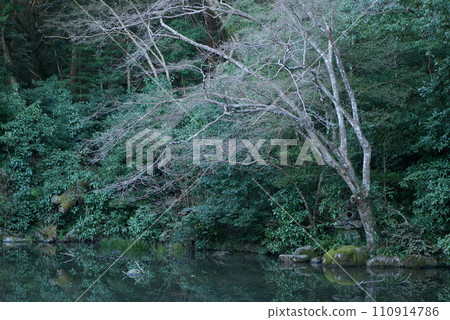 Japanese pond and powerful dead tree reflected on the water surface 110914786