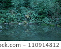 Greenery reflected on the water surface of a Japanese pond 110914812
