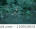 Japanese ponds and greenery reflected on the water surface 110914814
