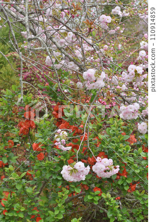 在Ryoanji的櫻花 110914859