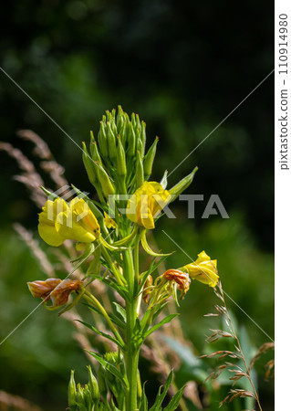 Yellow evening primrose Oenothera biennis, medicine plant for cosmetics, skin care and eczema 110914980