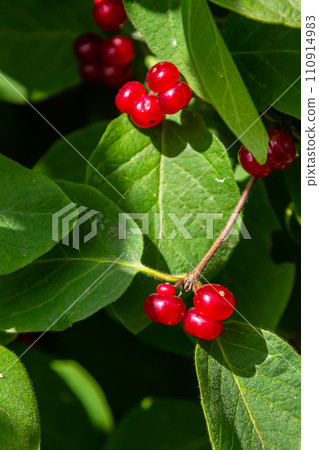 Festive Holiday Honeysuckle Branch with Red Berries Lonicera xylosteum Festive Holiday Honeysuckle Branch with Red Berries Lonicera xylosteum 110914983