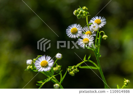 Erigeron annuus known as annual fleabane, daisy fleabane, or eastern daisy fleabane Erigeron annuus known as annual fleabane, daisy fleabane, or eastern daisy fleabane 110914986