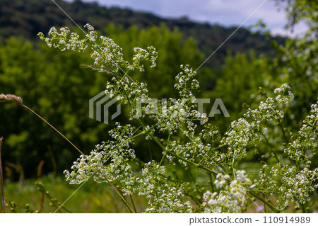 Beautiful blooming white bedstraw in June, galium album Beautiful blooming white bedstraw in June, galium album 110914989