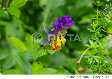 Melampyrum flower, Melampyrum nemorosum. Bumblebee on flower. Concept of seasons, ecology, natural green pharmacy 110915013