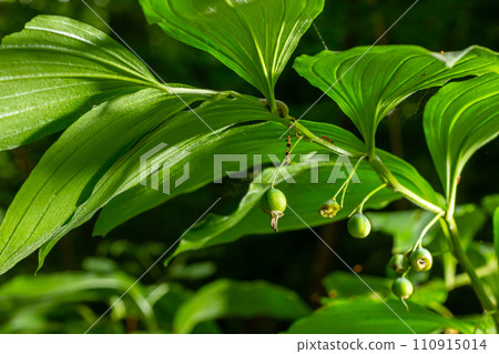 Unripe berries of Angular Solomon's seal also known as Scented Solomon's seal, Polygonatum odoratum 110915014