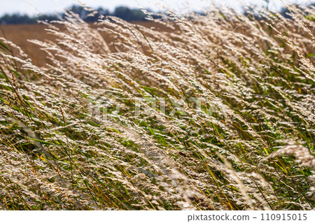 Meadow grass meadow with the tops of stele panicles. Poa pratensis green meadow european grass 110915015