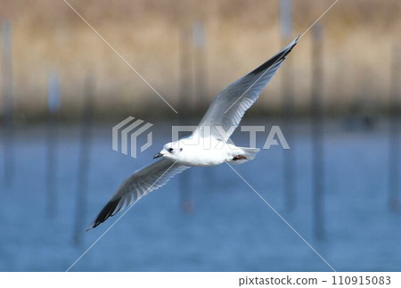 尋找食物的黑腹鷗 110915083