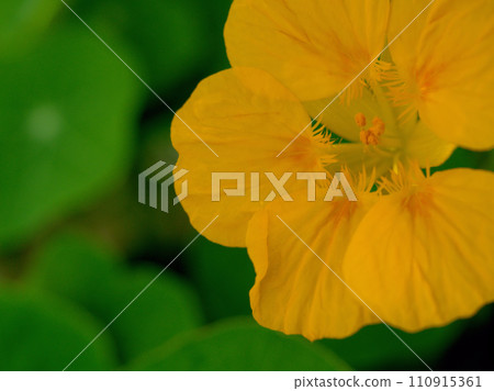 五月金蓮花盛開 五月金蓮花盛開 110915361