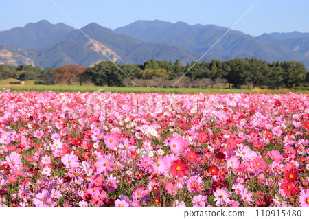 盛開的波斯菊領域 110915480