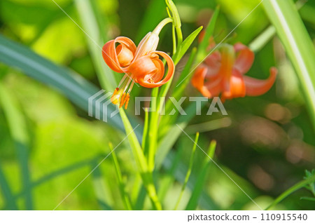 山谷的百合花開在山上的草原上,是一個漂亮的橙色小百合花 山谷的百合花開在山上的草原上,是一個漂亮的橙色小百合花 110915540