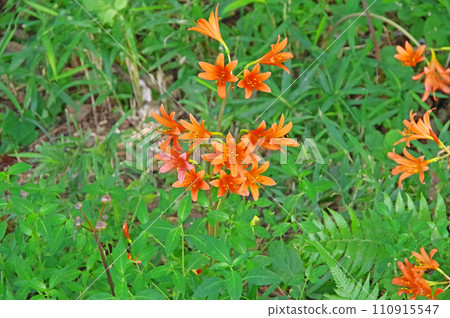 石蒜科 花 橙 狐狸 剃須刀 石蒜科 花 橙 狐狸 剃須刀 110915547
