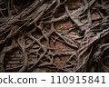 Banyan roots entwine brick wall. Nature reclaims space from civilization 110915841