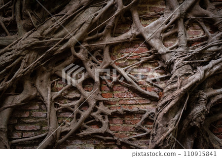 Banyan roots entwine brick wall. Nature reclaims space from civilization 110915841