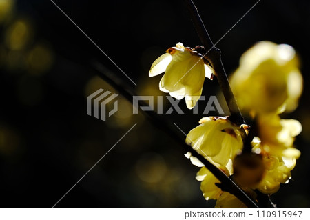 Beautiful wax plum blossoms shining in the backlight Beautiful wax plum blossoms shining in the backlight 110915947