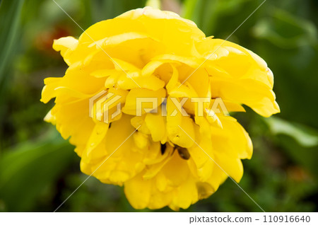 Beautifully blooming yellow tulips 110916640