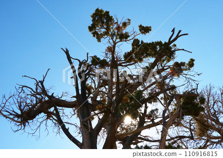 View of a tree in the desert against the background of a blue sky. 110916815