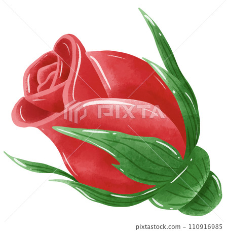 Handdrawn watercolor illustration of rose buds petal for special day like birthday valentine day  women's day mother's day greeting cards wedding invitation  110916985