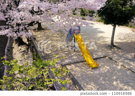 Cherry blossoms in full bloom and a slide in an empty park 110916986